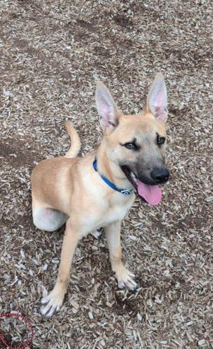 A tan dog with pointed ears and a black muzzle wearing a blue collar, standing on wood chips.