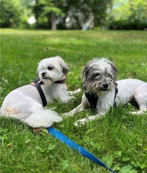 Teddie, Lhasa Apso, adult, available for adoption