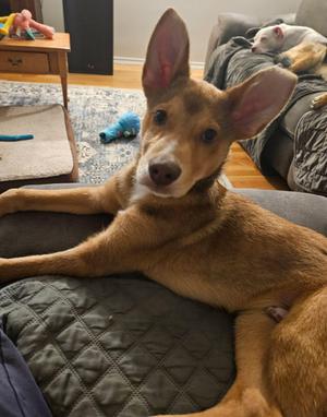 Andy, German Shepherd Dog / Siberian Husky, puppy, available for adoption
