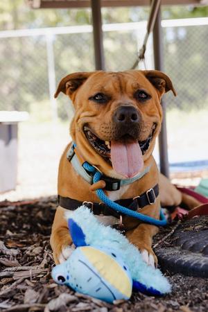 Scout, Pit Bull Terrier, adult, available for adoption