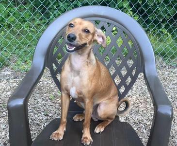 Dustin, Dachshund, young, available for adoption