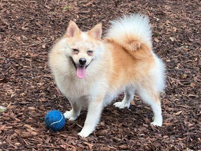 Lasco, Pomeranian, young, available for adoption