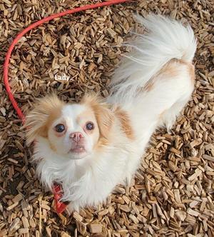 Lady, Papillon / Cavalier King Charles Spaniel, adult, available for adoption