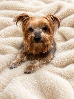 Milo, Yorkshire Terrier, senior, available for adoption