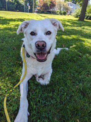Willow, Great Pyrenees, young, available for adoption