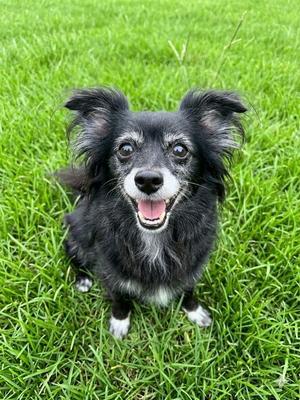 Dolly, Chihuahua, senior, available for adoption