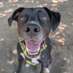 A close-up, front-facing portrait of a happy black dog wearing a yellow harness, panting with its mouth open.