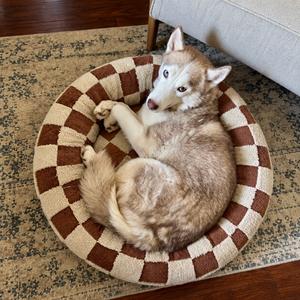 Bianca, Husky, Siberian, senior, available for adoption