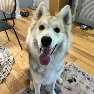 Aki, Husky, Siberian, adult, available for adoption