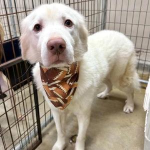 Beaux (Benefactor Dog), Pyrenees, Great, adult, available for adoption