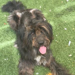 a shaggy dog with long fur lying on green grass, its tongue out