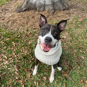 Babygirl (Reduced Rover), Terrier, Pit Bull, senior, available for adoption