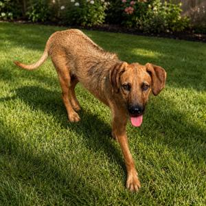 A tan-colored dog with floppy ears and its tongue out, walking on a green lawn with a blurred background of bushes and flowers.