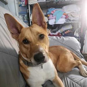 Bae Bae, Basenji, adult, available for adoption