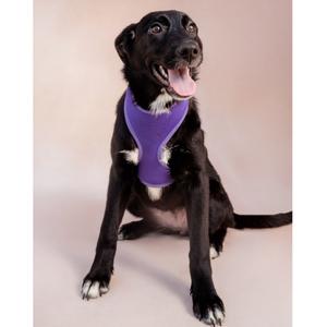 A black dog wearing a purple harness sits against a neutral background.