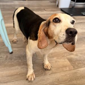 Betty Bagel, Beagle, senior, available for adoption