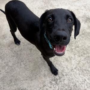 Al, Retriever, Black Labrador, adult, available for adoption