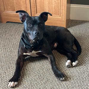 Benny Goodman (Reduced Rover), Terrier, Pit Bull, adult, available for adoption