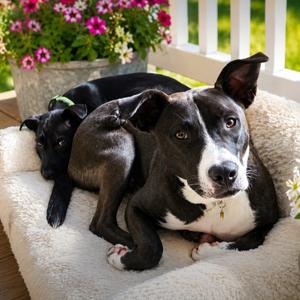 Atlas Orion, Basenji, adult, available for adoption