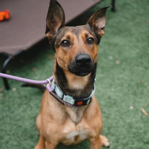 A tan and black dog with large ears sits on a patch of artificial grass, looking at the camera. The dog is wearing a blue and white patterned collar with a red heart charm. A purple leash is attached to its collar.