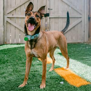 Belle, Shepherd, German, adult, available for adoption