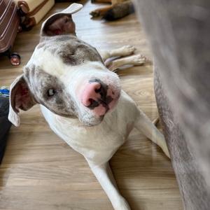 Ariel, Terrier, American Staffordshire, adult, available for adoption