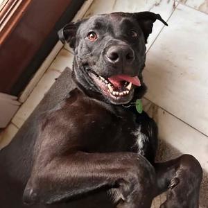 Bruno (Reduced Rover), Retriever, Black Labrador, adult, available for adoption