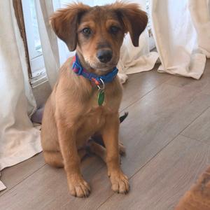 A brown puppy wearing a blue collar with a green tag, sitting on a wooden floor.