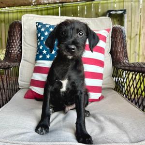 Bam Bam (Benefactor Puppy), Poodle, puppy, available for adoption