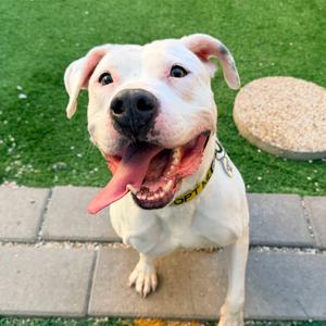 Bennie, Bulldog, American, senior, available for adoption