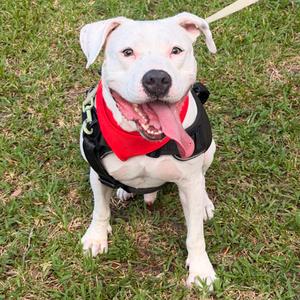 Bennie, Bulldog, American, senior, available for adoption