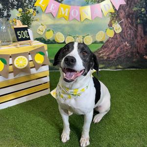 Brisket Billy, Beagle, adult, available for adoption