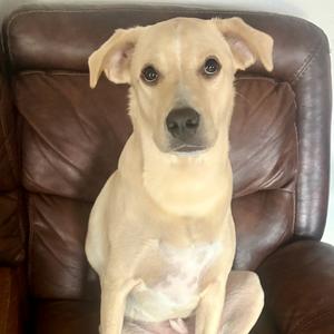 Beau Boy, Retriever, Yellow Labrador, adult, available for adoption
