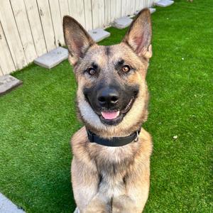 Bedford, Shepherd, German, adult, available for adoption