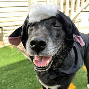 Baxter (Reduced Rover), Kelpie, Australian, adult, available for adoption