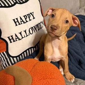 Alfalfa, Catahoula Leopard Dog, puppy, available for adoption