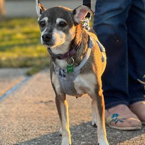 Abby (Reduced Rover), Chihuahua, adult, available for adoption