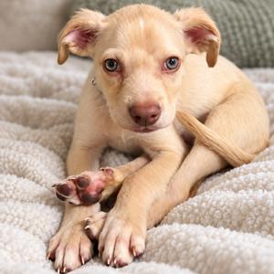 A light-colored puppy with blue eyes lying on a soft, white blanket.