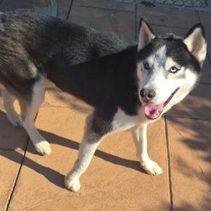 Blue, Husky, adult, available for adoption