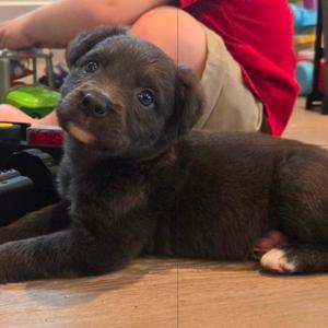 Benny the Jet, Retriever, Flat-Coated, puppy, available for adoption