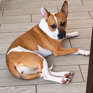Bambi, Terrier, American Staffordshire, adult, available for adoption