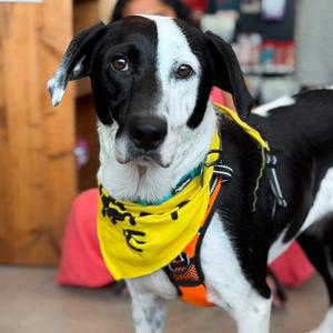Bailey, Collie, adult, available for adoption