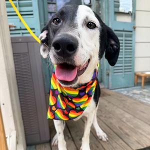 Bailey, Collie, adult, available for adoption