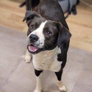Bartley, Mixed Breed (Medium), adult, available for adoption