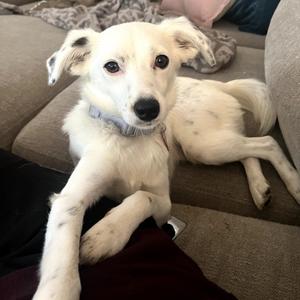 Birdie (fka Omelette), Shepherd, Australian, adult, available for adoption