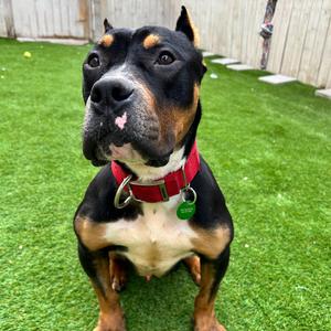 Beauredog, Terrier, American Staffordshire, adult, available for adoption