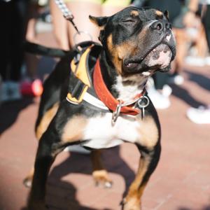 Beauredog, Terrier, American Staffordshire, adult, available for adoption