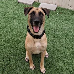A happy dog sitting on green artificial grass, wearing a black collar.