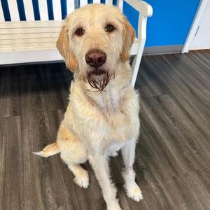 Bodhi (Benefactor Dog), Poodle, adult, available for adoption