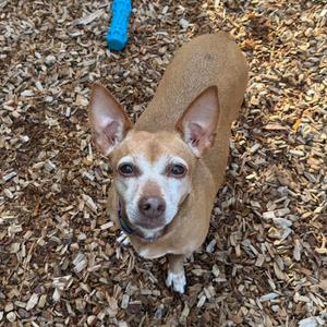 Lola, Chiweenie, adult, available for adoption